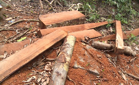 Khai thác trái phép gỗ bị xử lý như thế nào